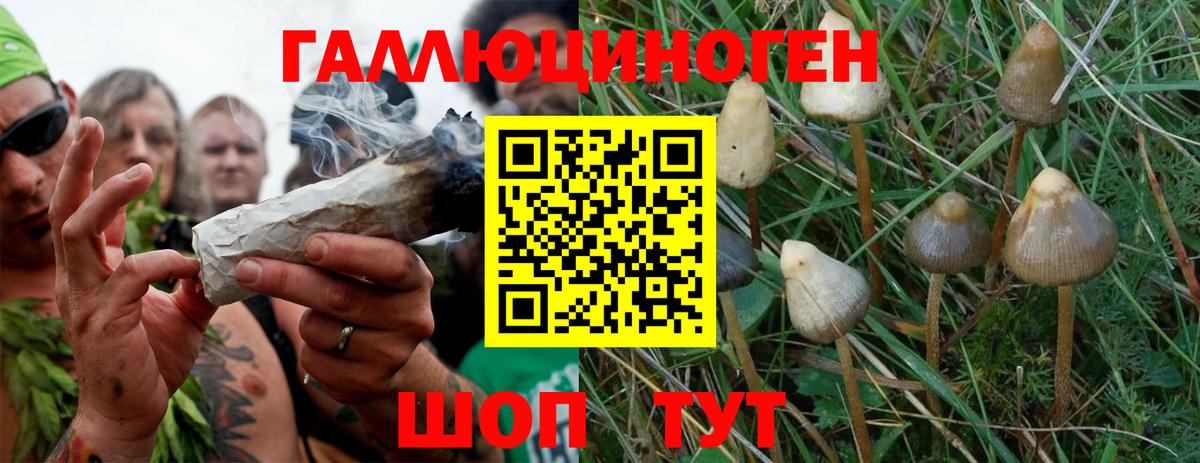 Славянск-на-Кубани  Галлюциногенные грибы GOLDEN TEACHER  Вход с VPN 